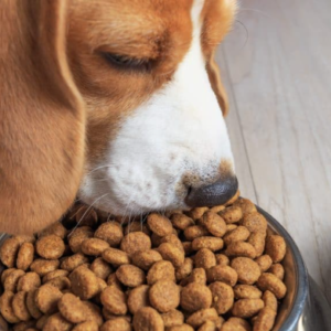 EMPRESA DISTRIBUIDORA DE ALIMENTOS Y PRODUCTOS PARA MASCOTAS EN MEDELLIN
