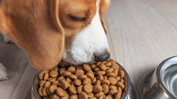 EMPRESA DISTRIBUIDORA DE ALIMENTOS Y PRODUCTOS PARA MASCOTAS EN MEDELLIN